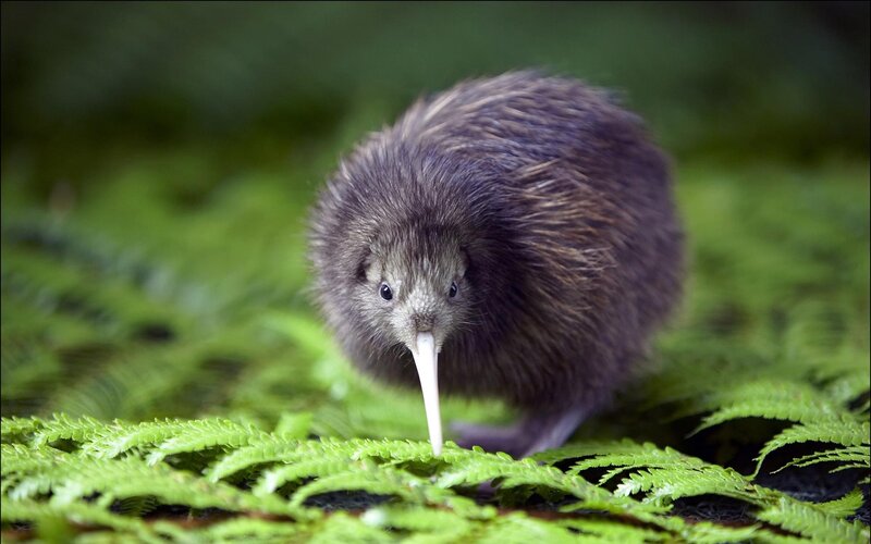Kiwi bird in forest