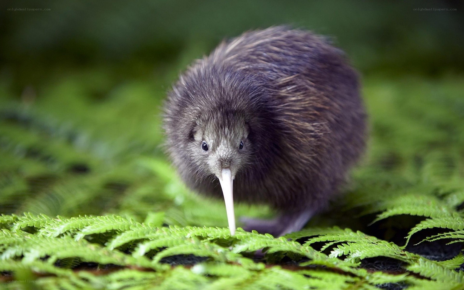 Kiwi bird in forest