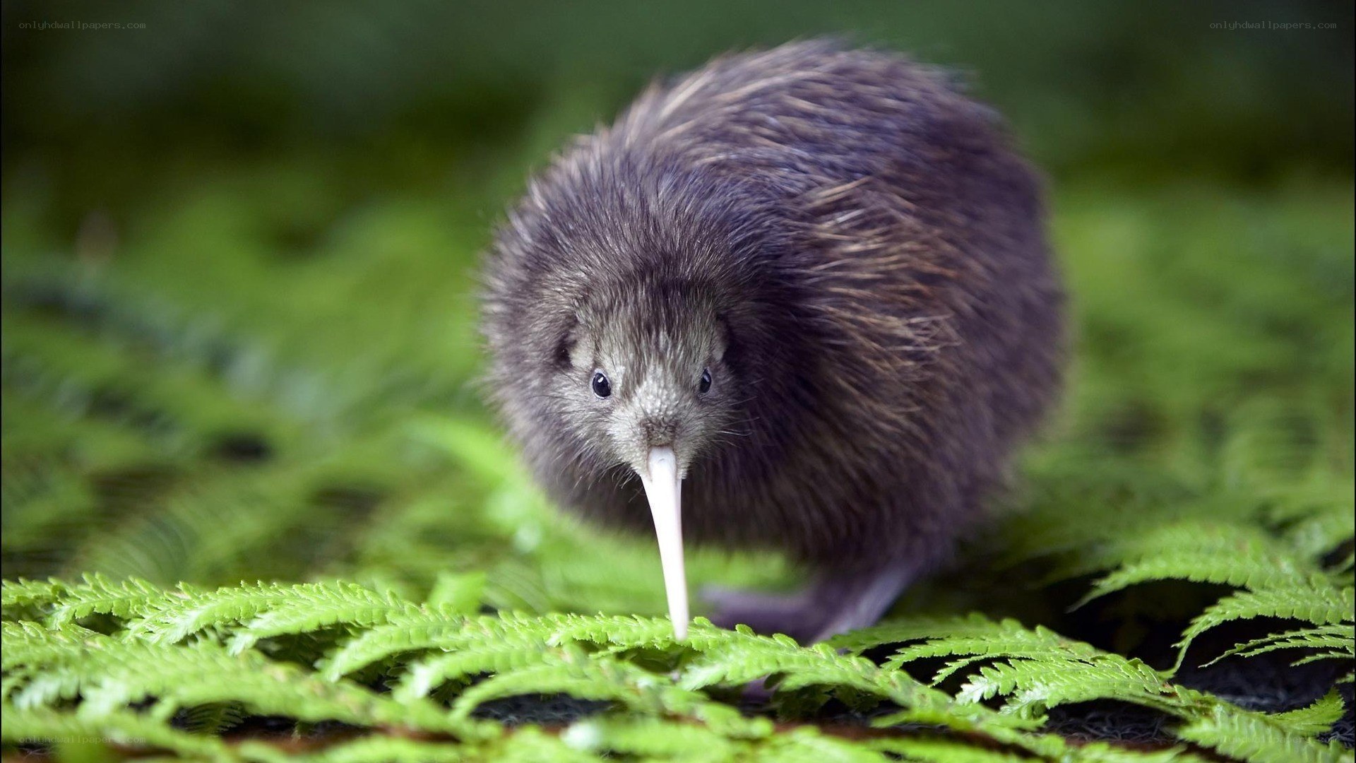 Kiwi bird in forest