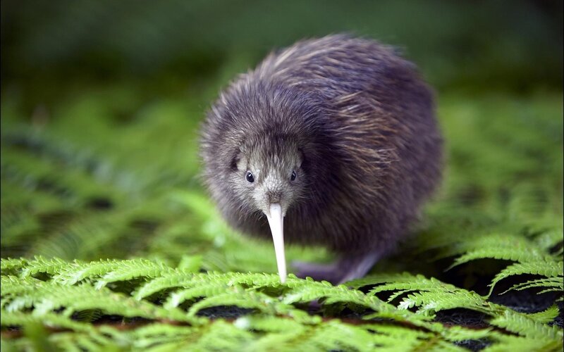 Kiwi bird in forest