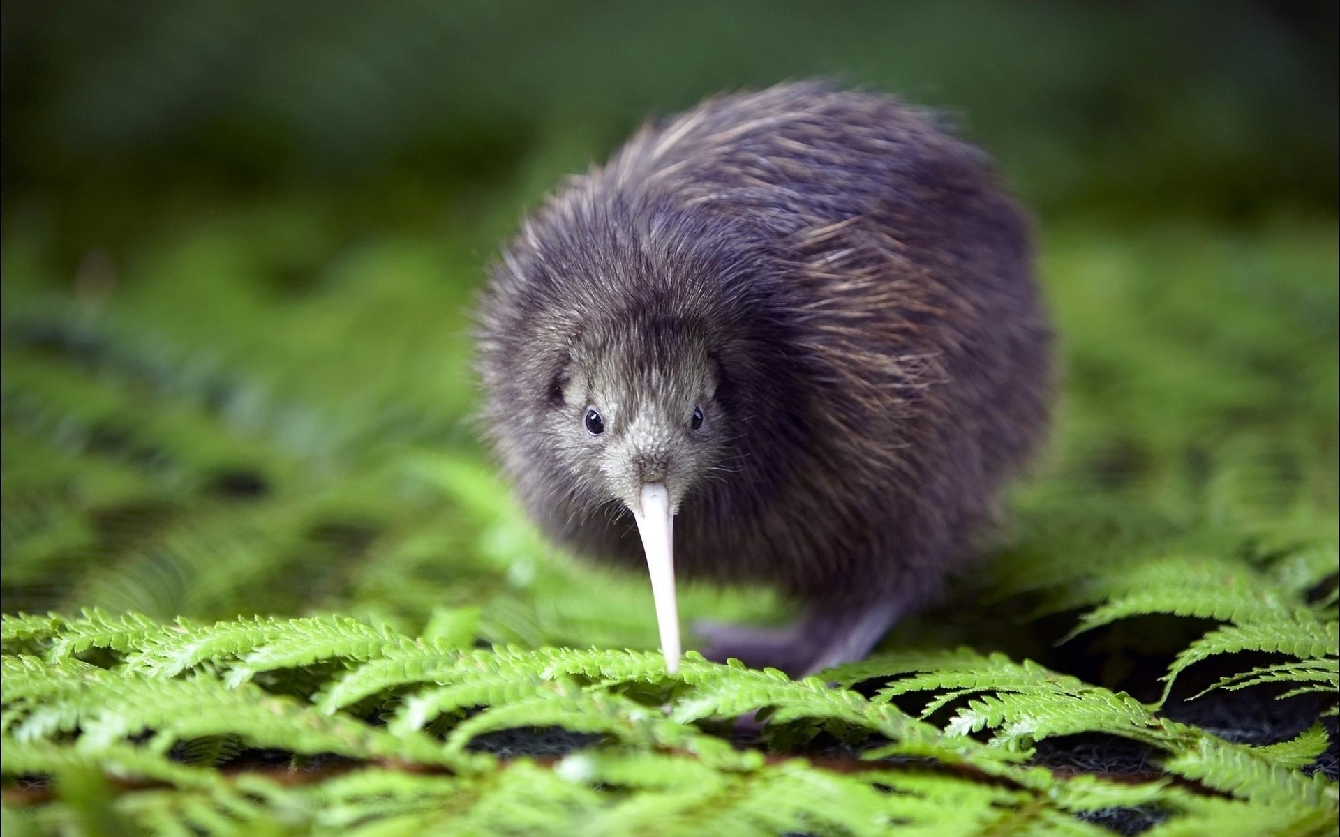 Kiwi bird in forest