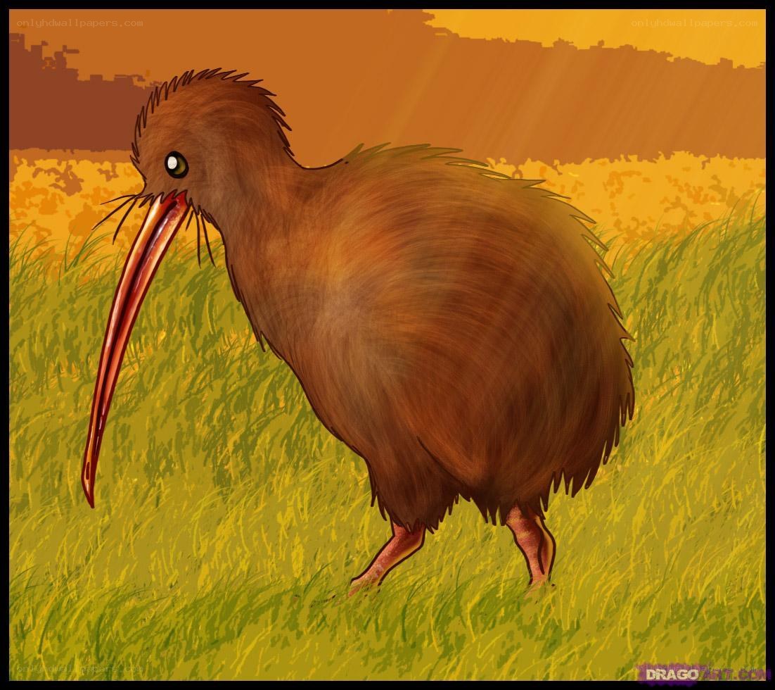 kiwi bird in grass