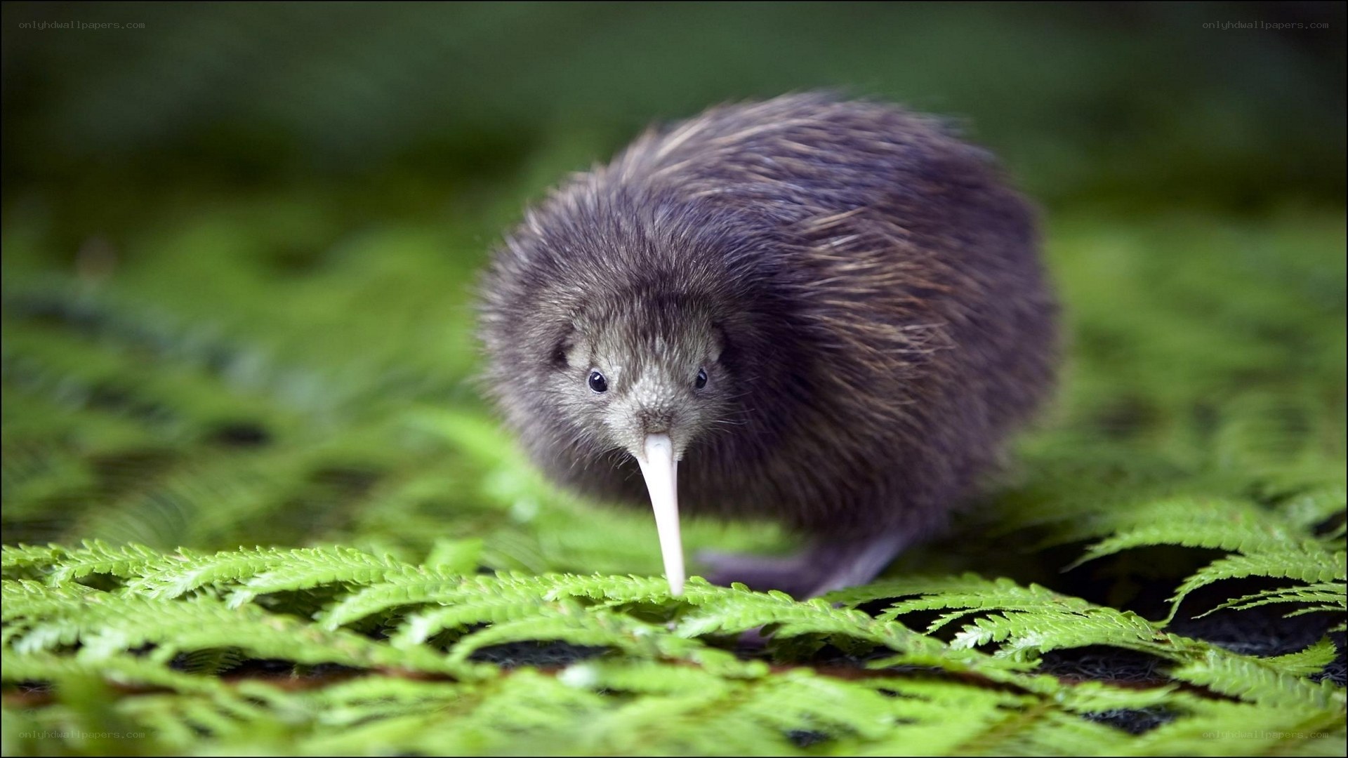 Kiwi bird in green foliage