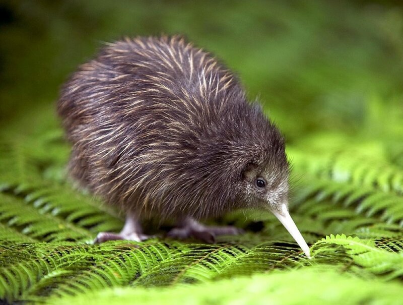 Kiwi Bird on Fern