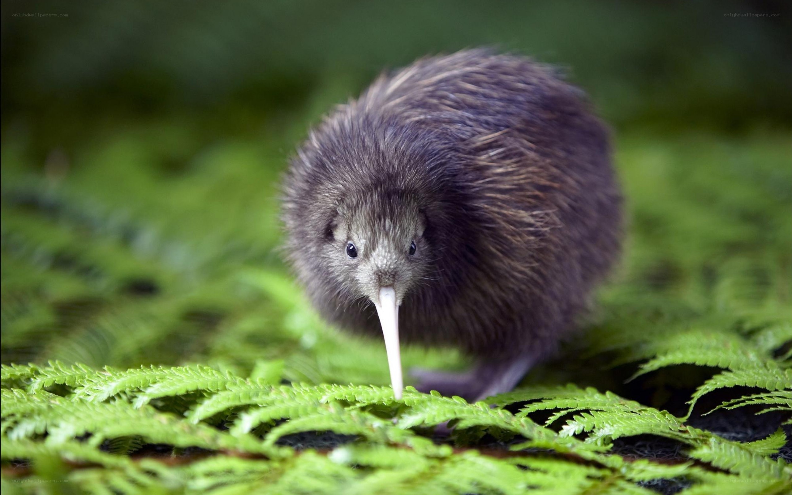 Kiwi bird on ferns