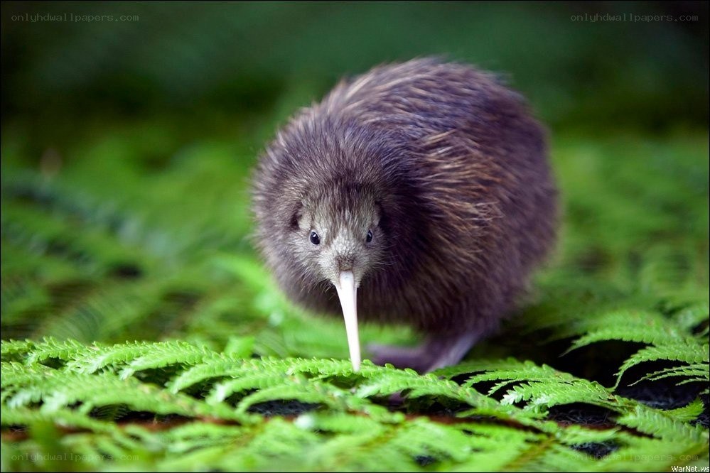 Kiwi bird on ferns