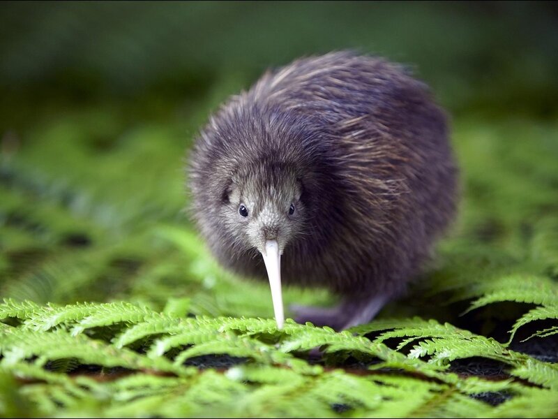 Kiwi Bird on Ferns — Green, Natural