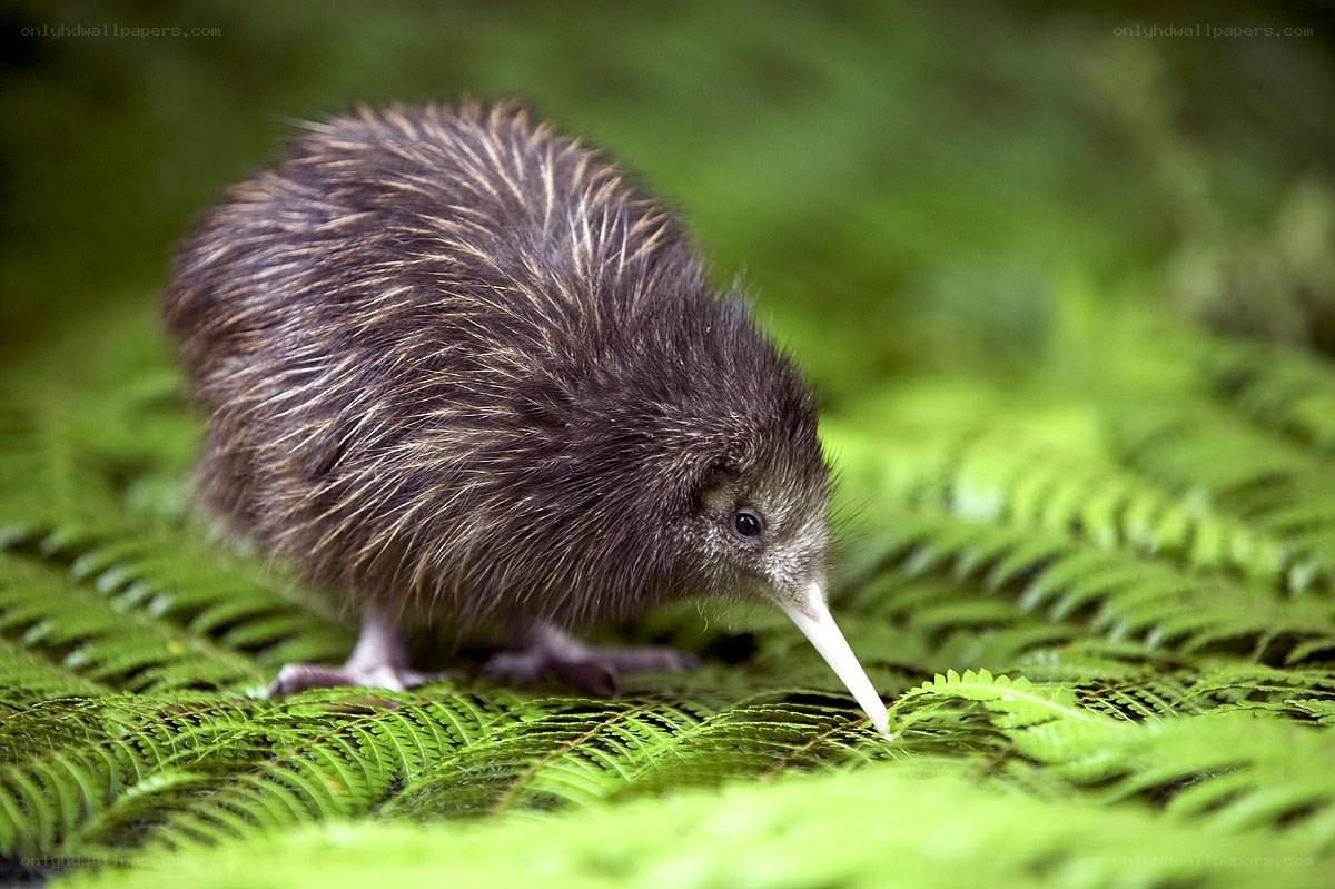 Kiwi bird on ferns