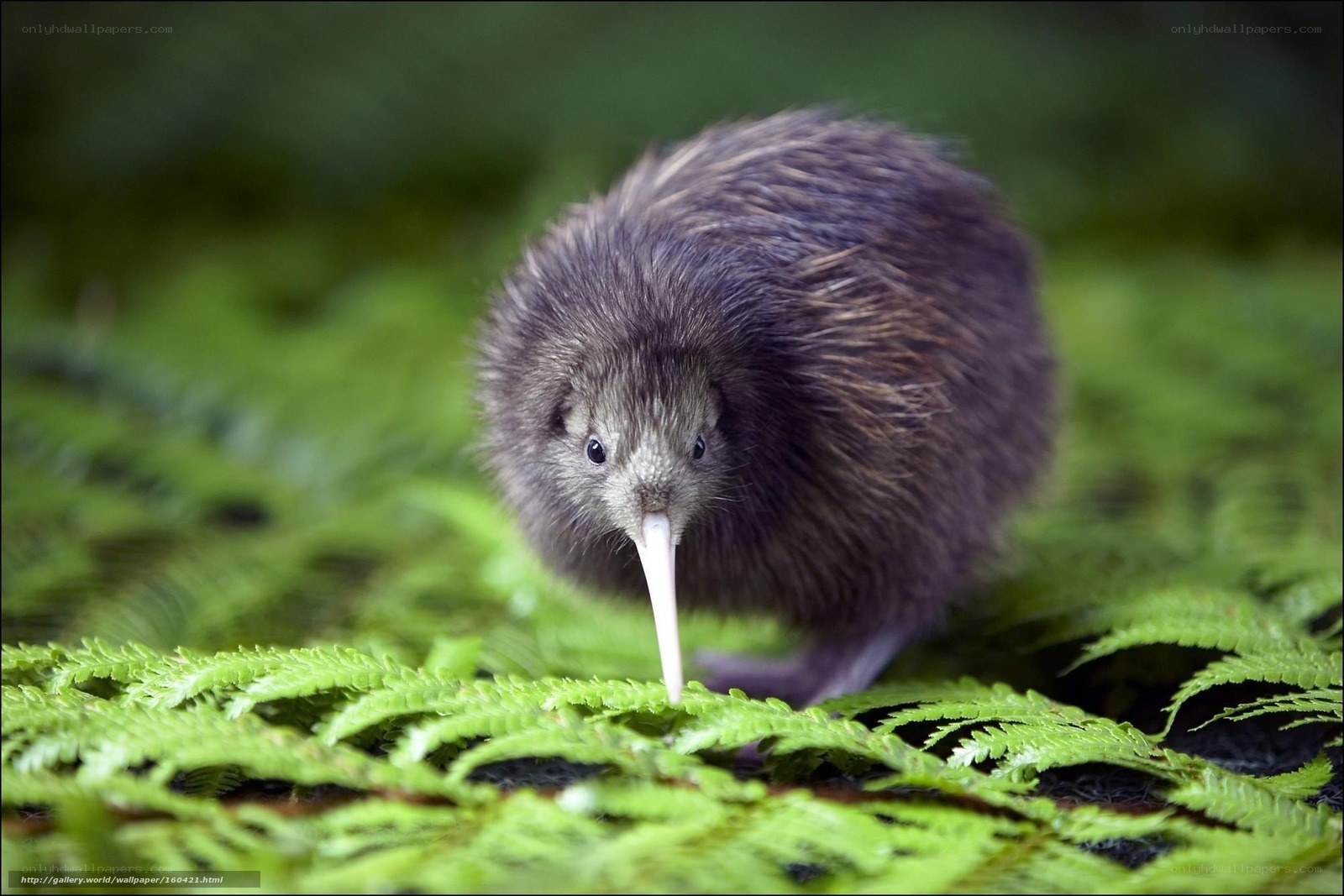Kiwi bird on green ferns
