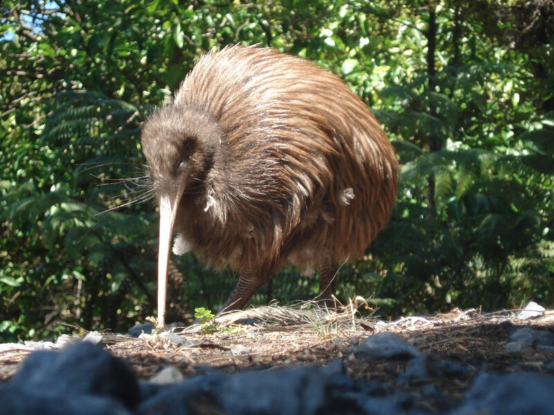 Kiwi Bird on Ground — Brown