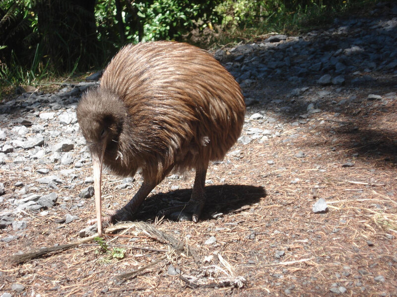 Kiwi Bird on Ground