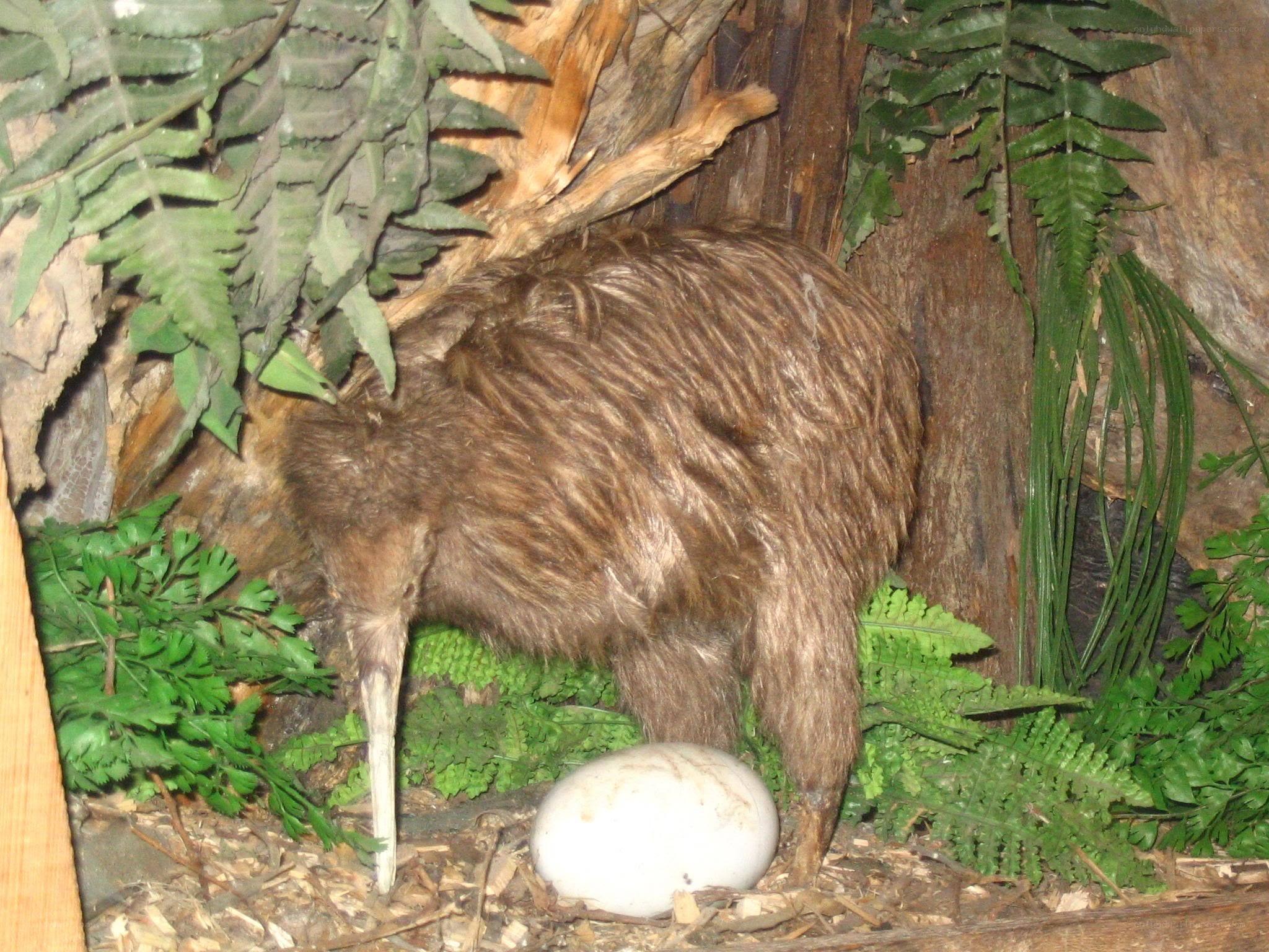 Kiwi bird with egg in nest