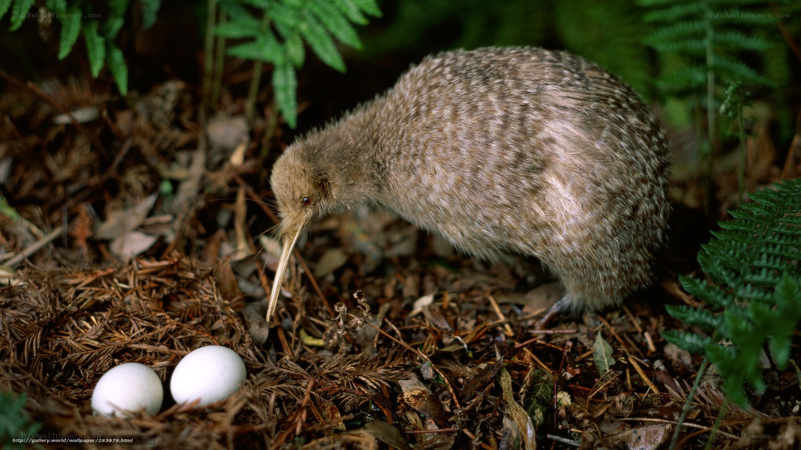 Kiwi bird with eggs in nest