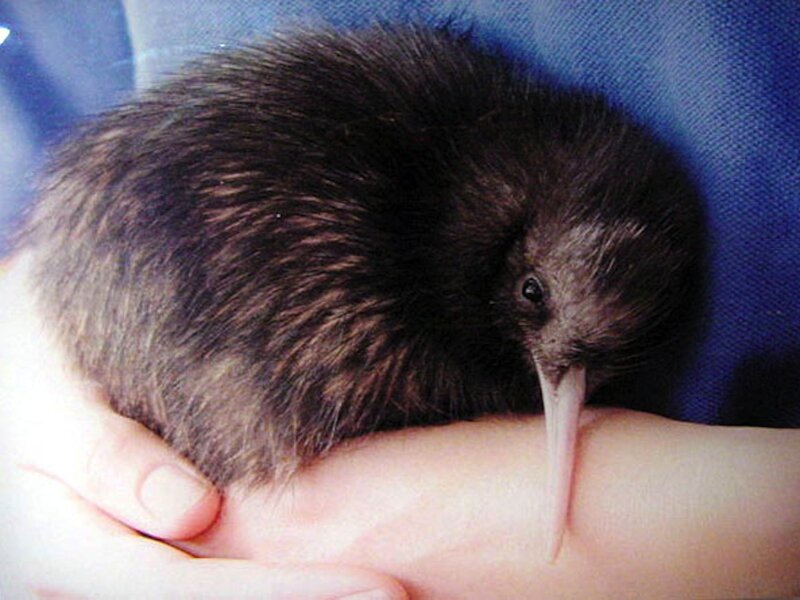 Kiwi Chick in Hand