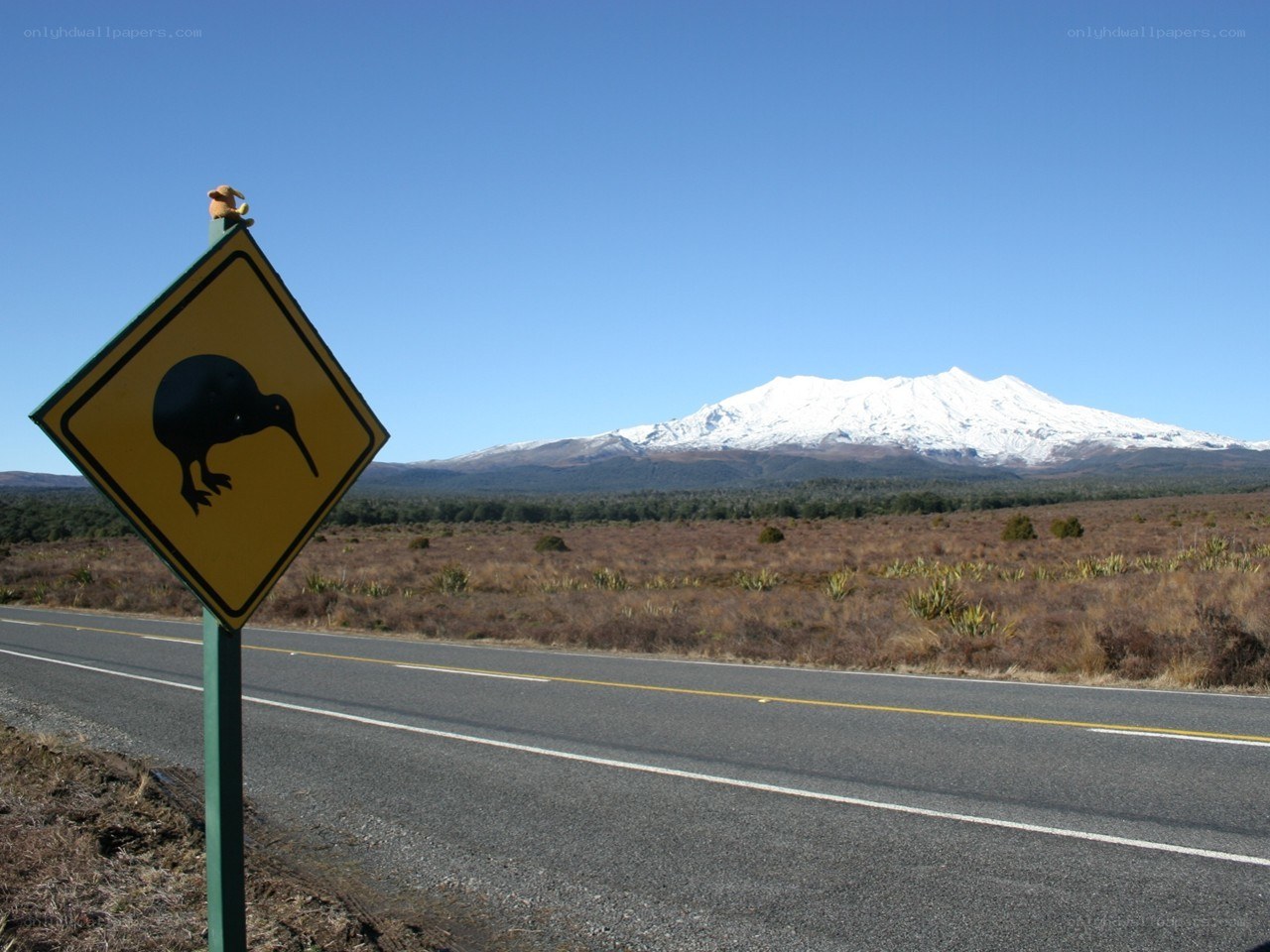 Kiwi crossing sign with mountain view