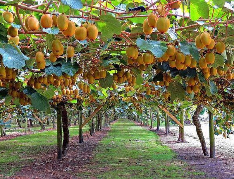 Kiwi Fruit Orchard