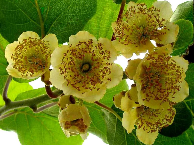 Kiwifruit Flowers