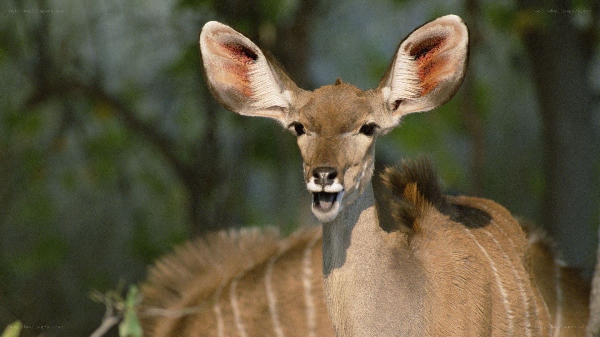 Klips antelope in the wild