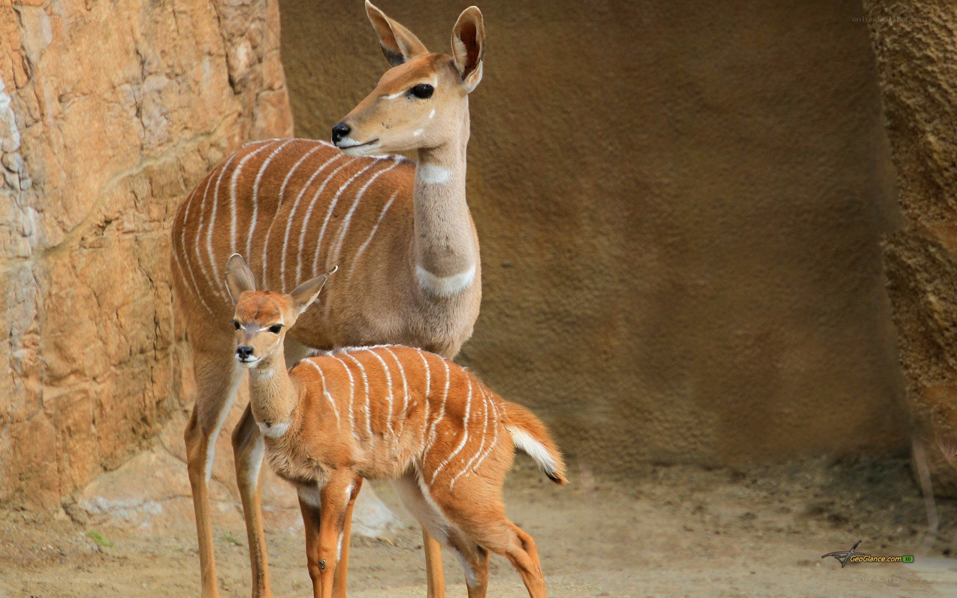 Klips antelope mother and calf