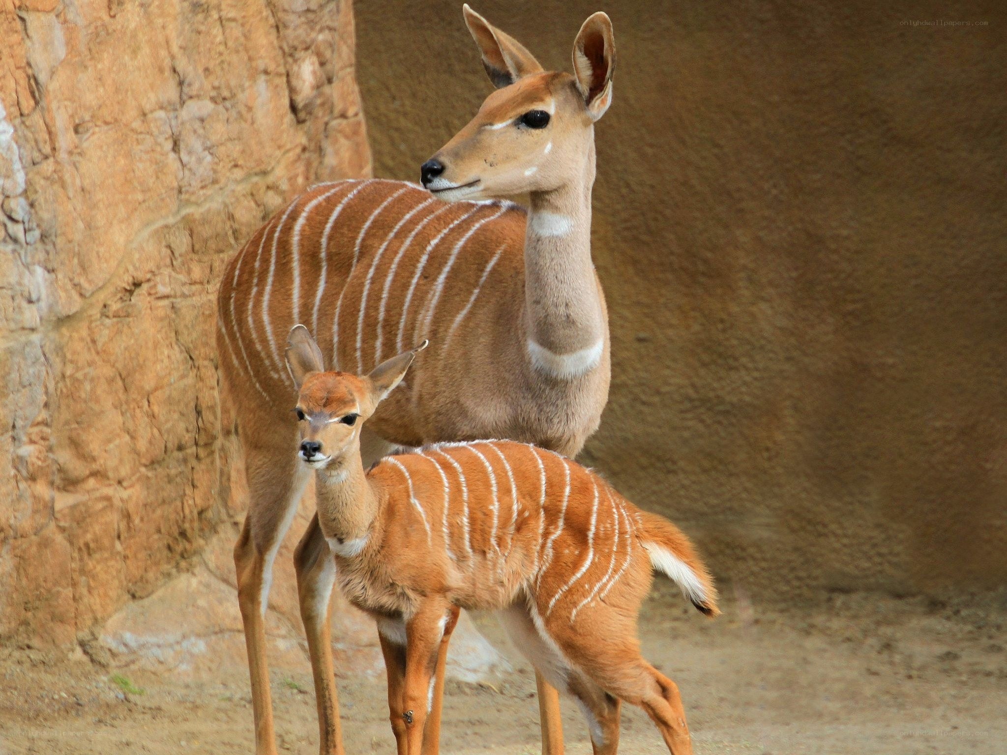 Klips antelope mother and calf