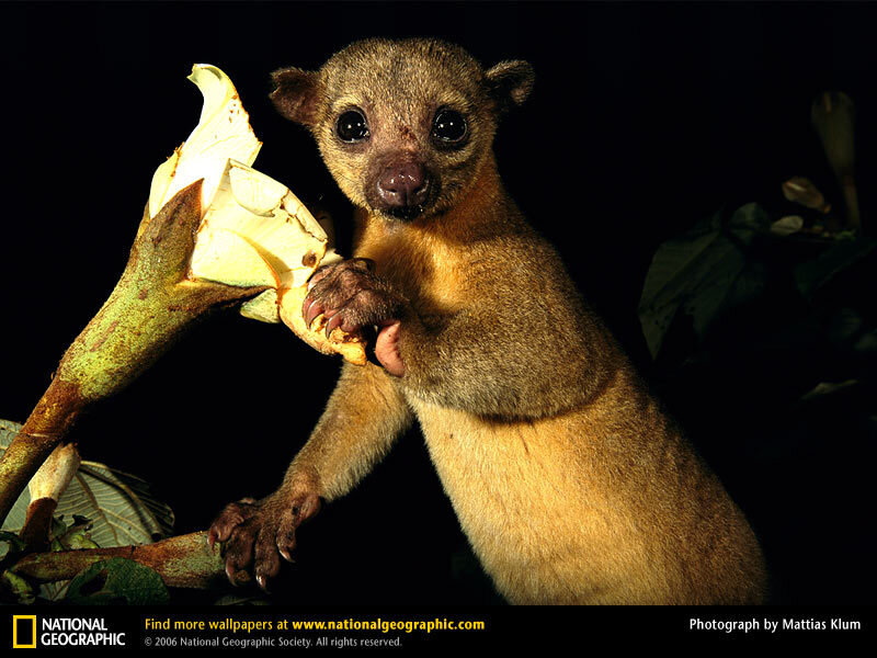 Klips of a bushbaby