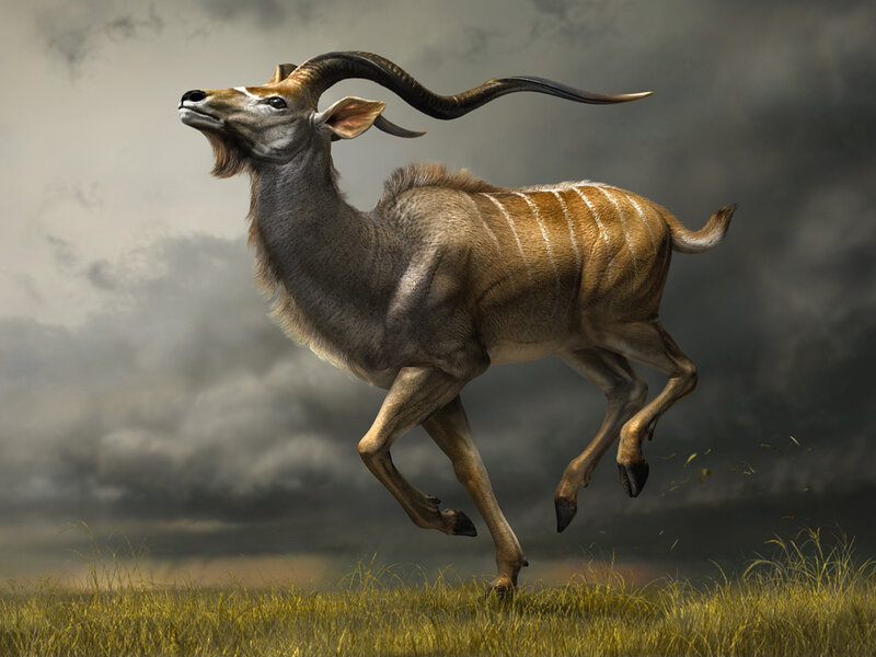 Klips of a kudu running