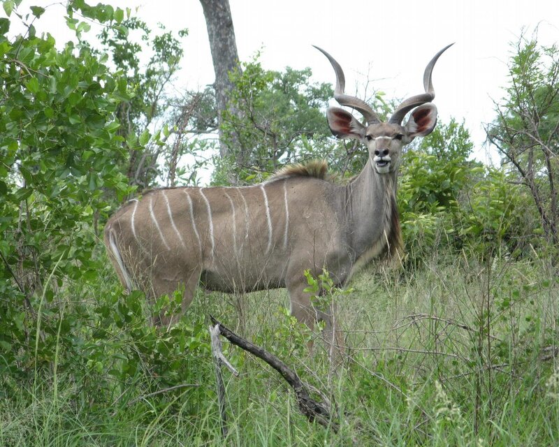 Klipskant antelope in the wild