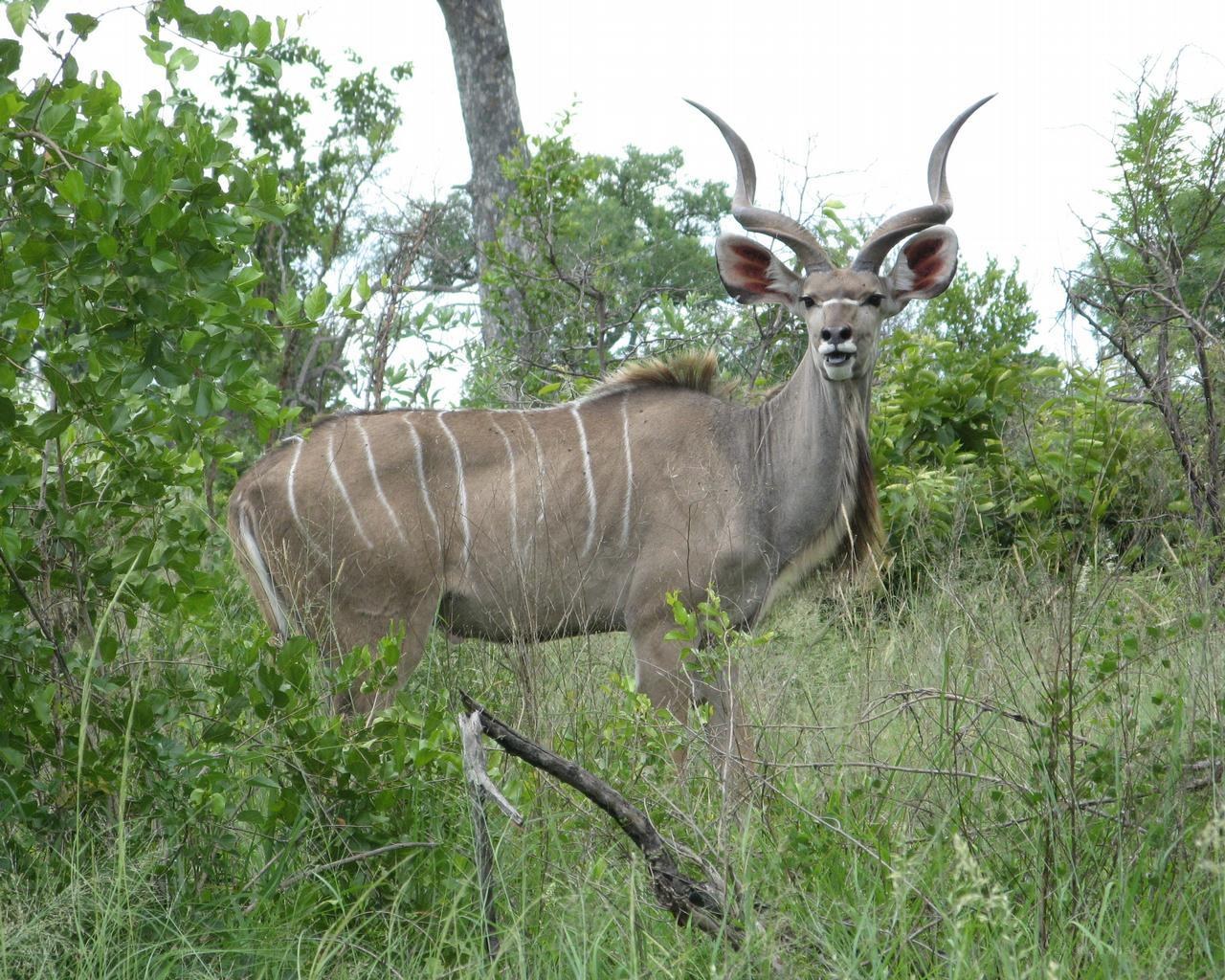 Klipskant antelope in the wild
