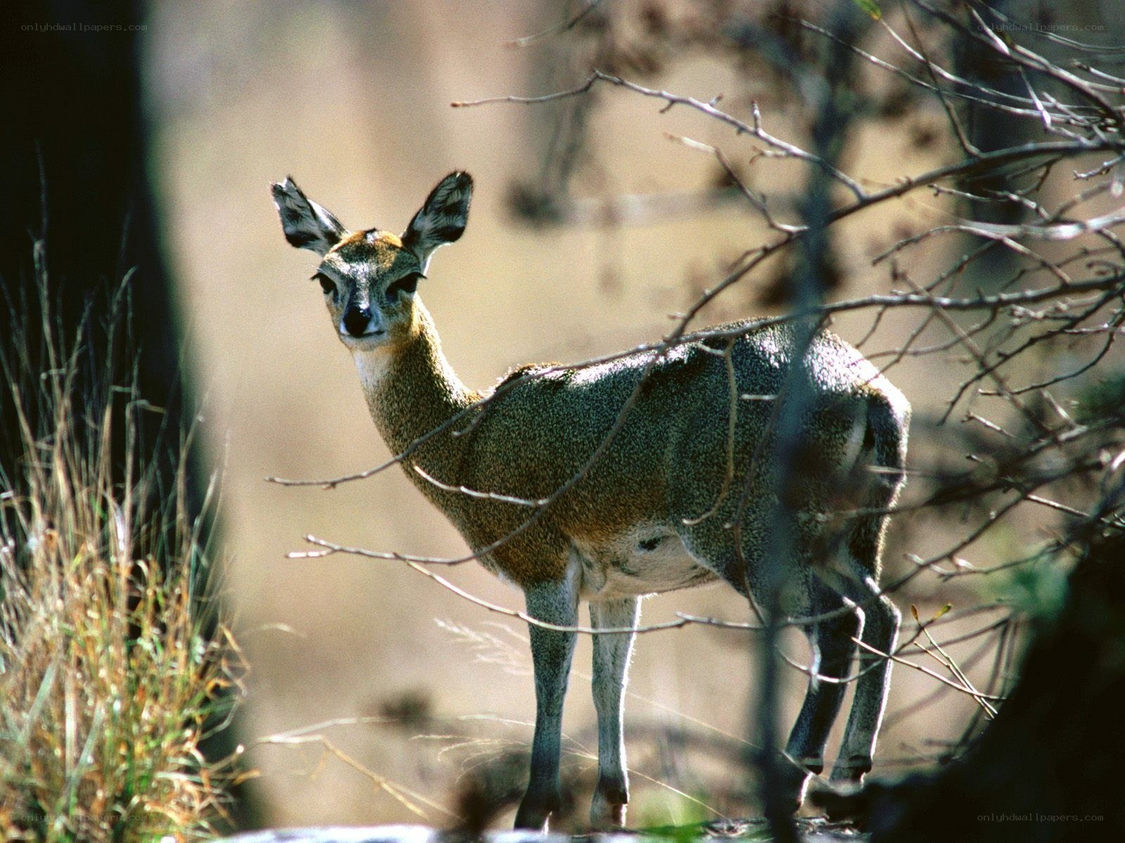 Klipskant gazelle in the wild