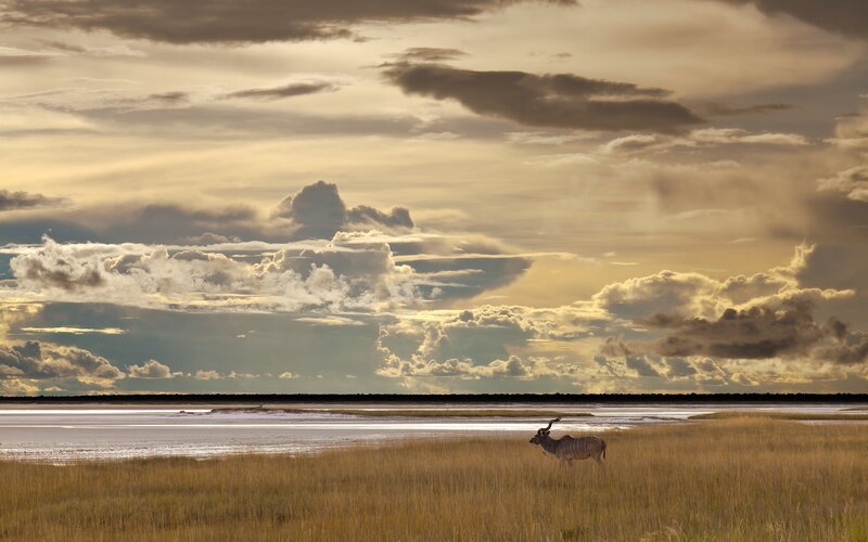 Klipskoppie antelope in wetland