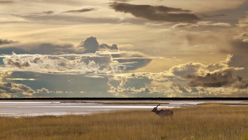 Klipspringer in a salt pan