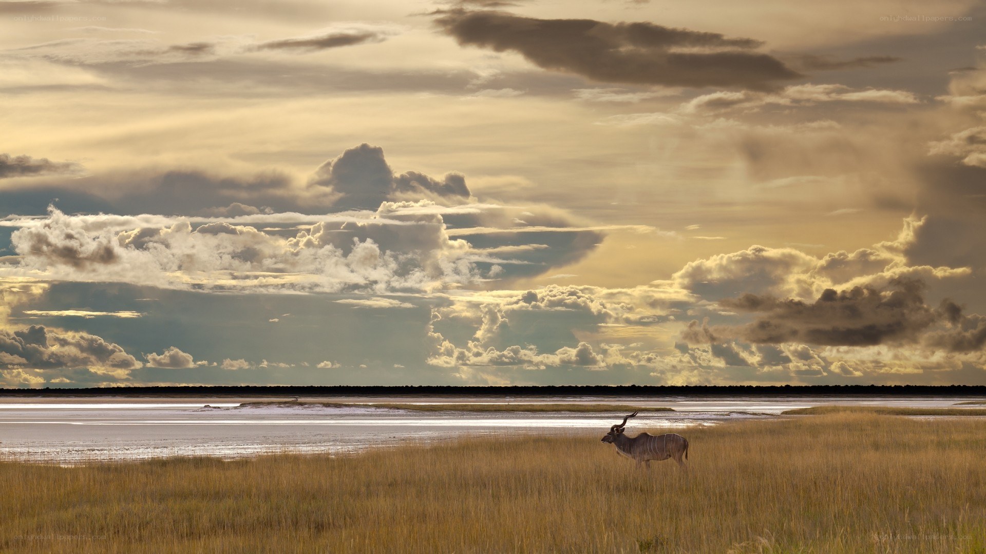 Klipspringer in a salt pan