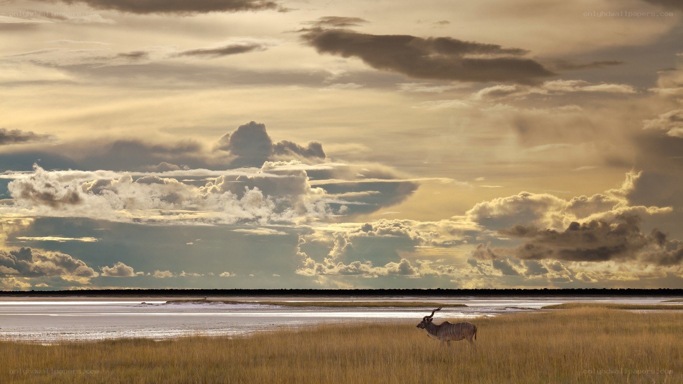 Klipspringer in a salt pan