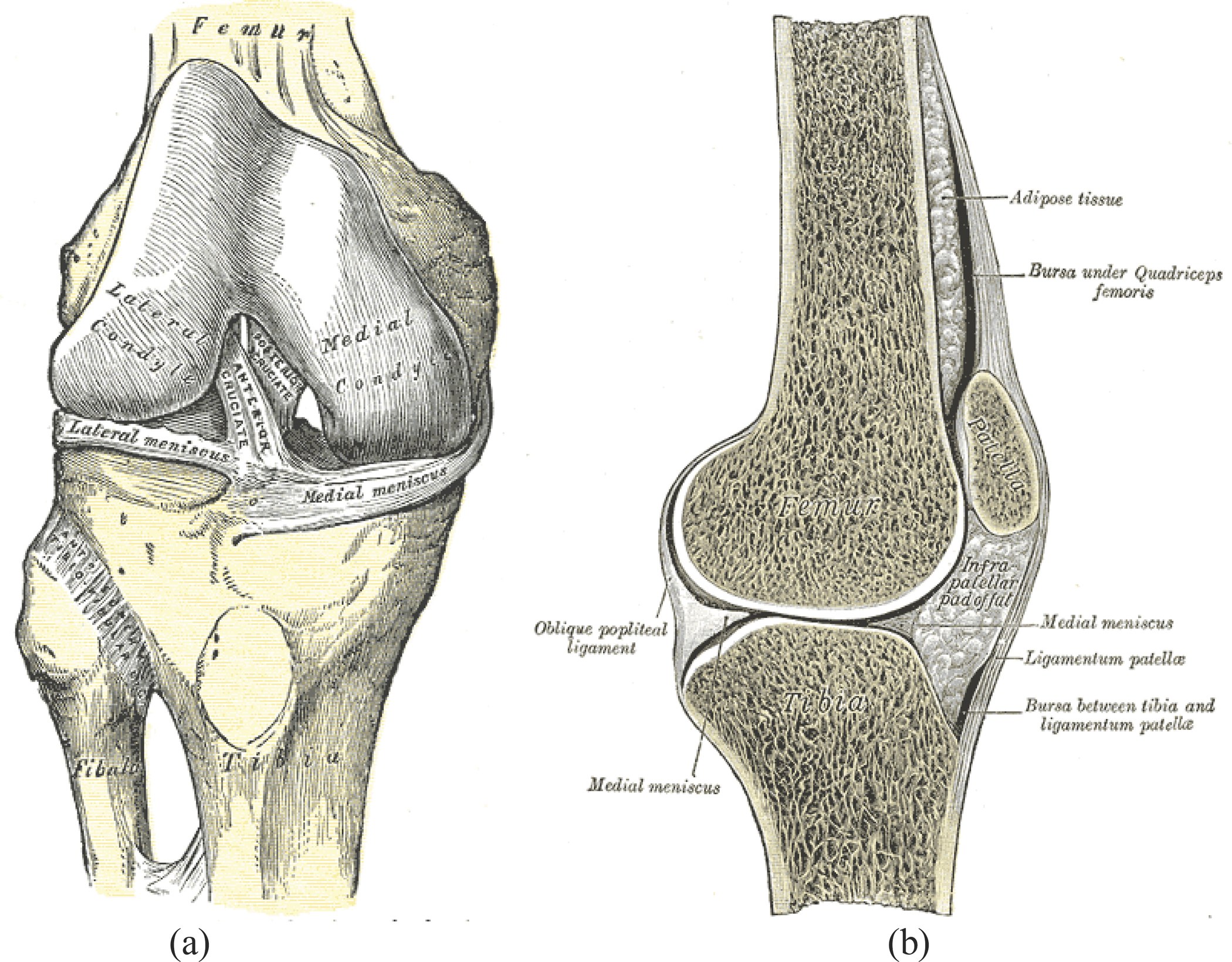 knee joint anatomy diagram