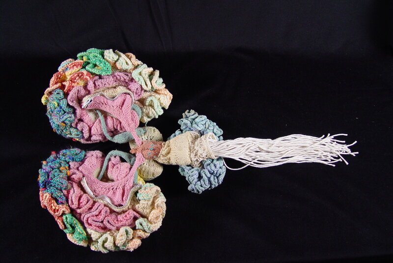 Knitted brain model
