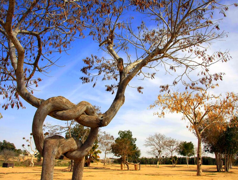 Knot of Tree Branches