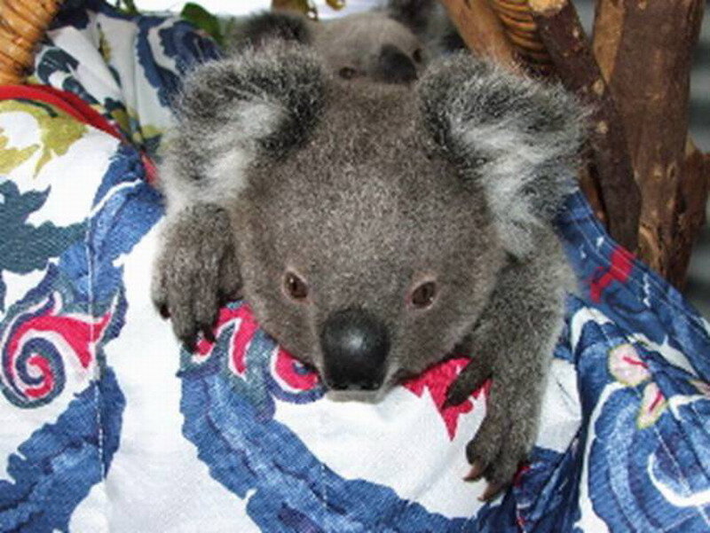 Koala Baby on Blanket