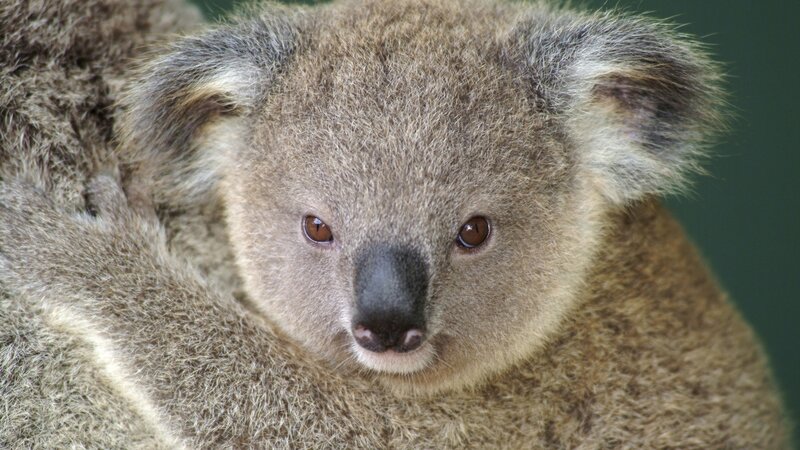 Koala Bear Face — Brown, Calm