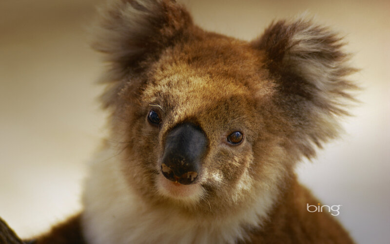 Koala Bear Face — Brown
