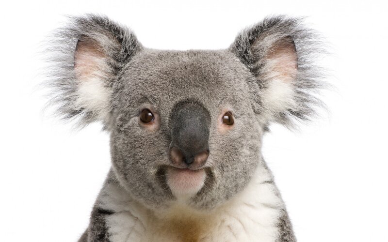 Koala Bear Face — Gray
