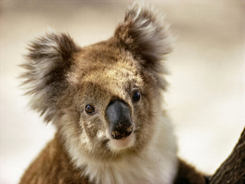 Koala Bear Face