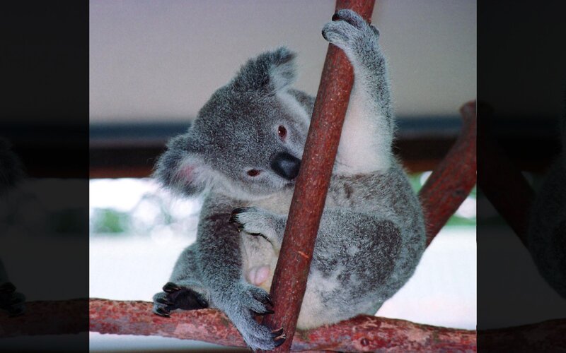 koala clinging to a branch