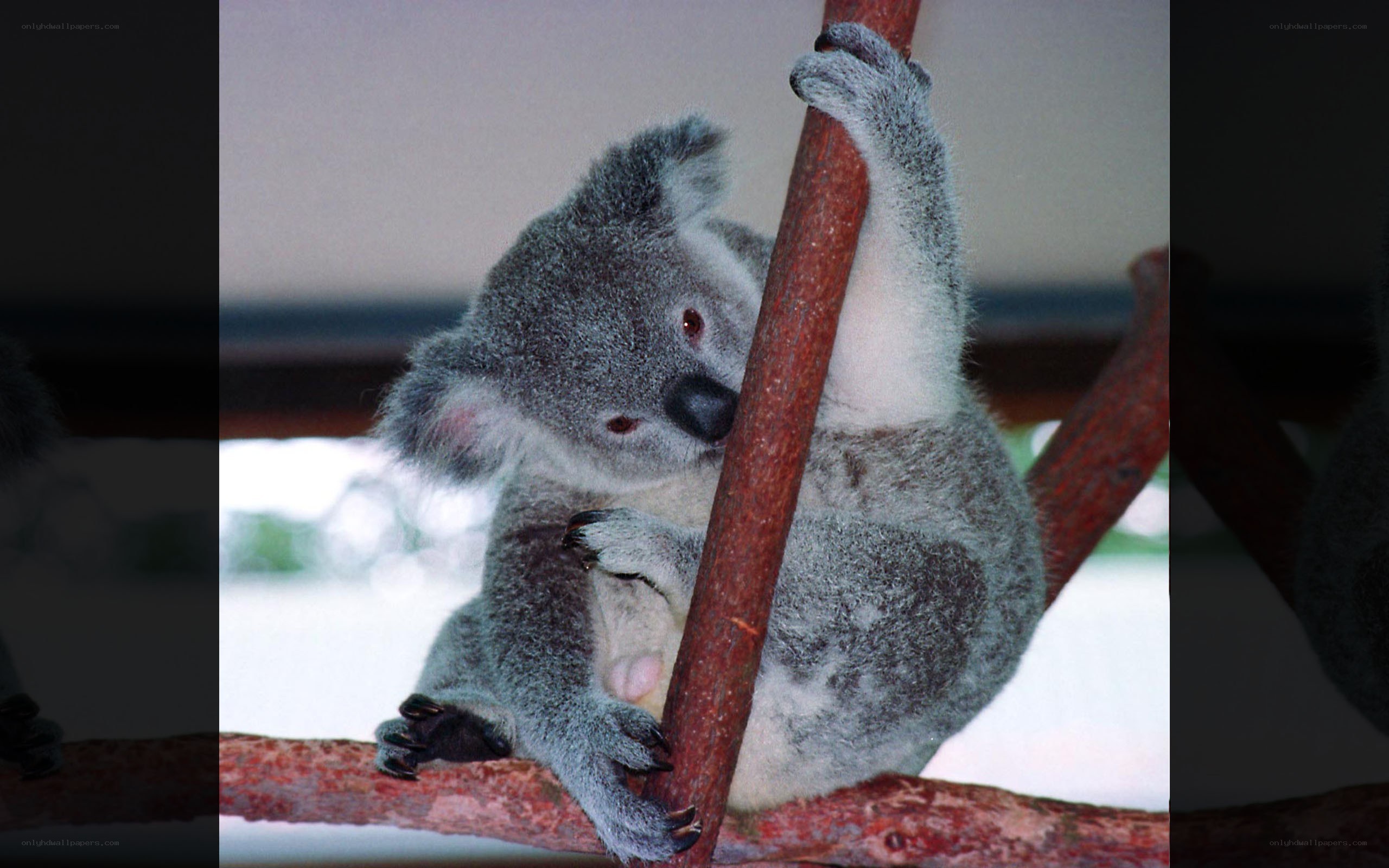 koala clinging to a branch