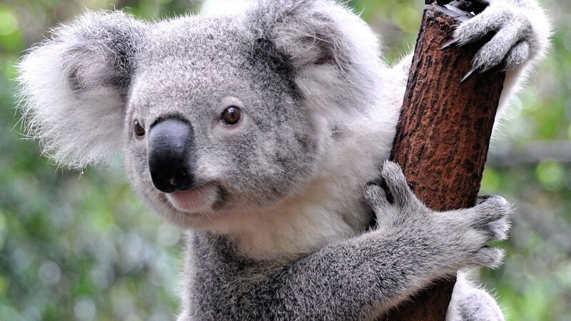 Koala Clinging to Tree — Gray, Calm