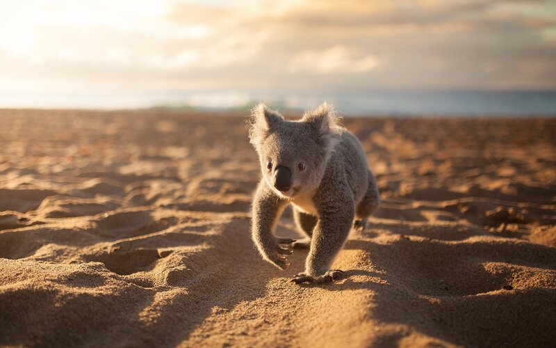 Koala Cub on Beach