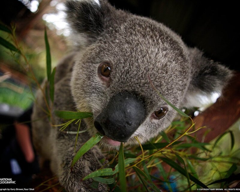 Koala Eating Eucalyptus — Gray, Calm, Afternoon, Photograph, Eucalyptus Leaves