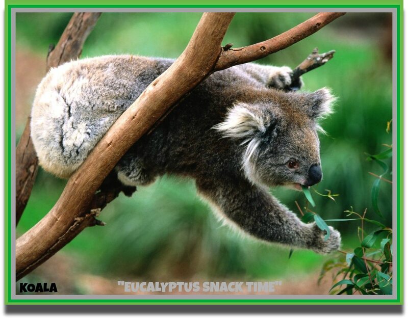 Koala Eating Eucalyptus — Gray, Calm, Afternoon, Photograph