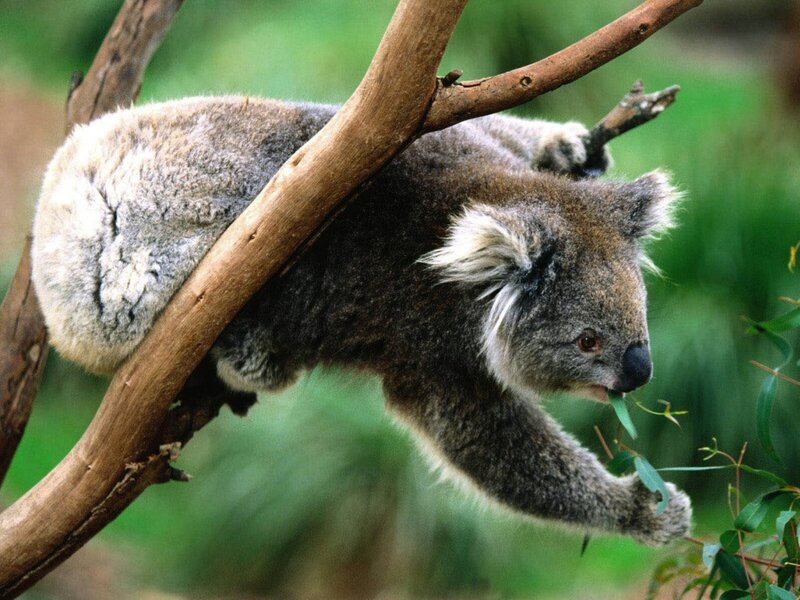 Koala Eating Eucalyptus — Gray, Calm, Afternoon