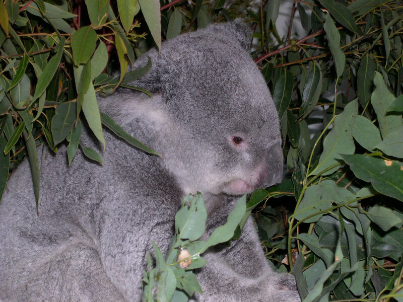 Koala Eating Eucalyptus — Gray, Calm, Photograph, Eucalyptus Leaves