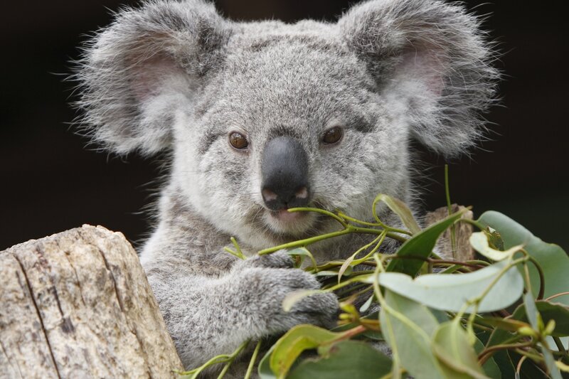 Koala Eating Eucalyptus — Gray, Calm, Photograph